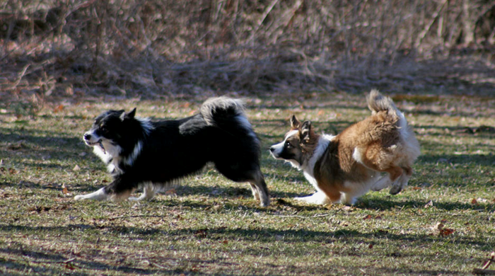 the Big stick chase - Beckham and Willy