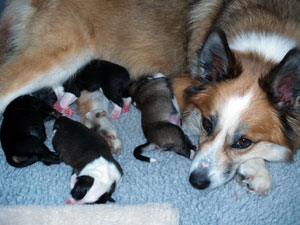 Gryla pondering names for her pups