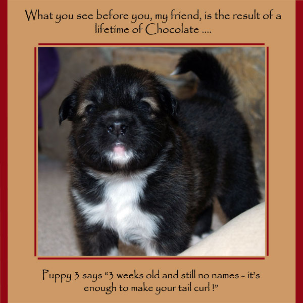 puppies and quotes. Puppy 3 demands a name now!