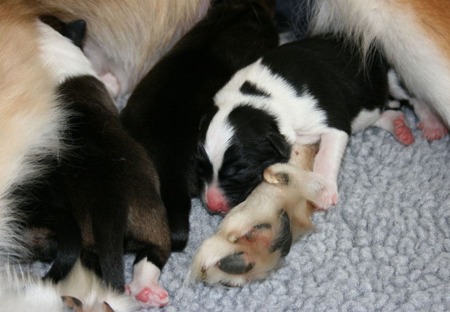 Pups with Mom