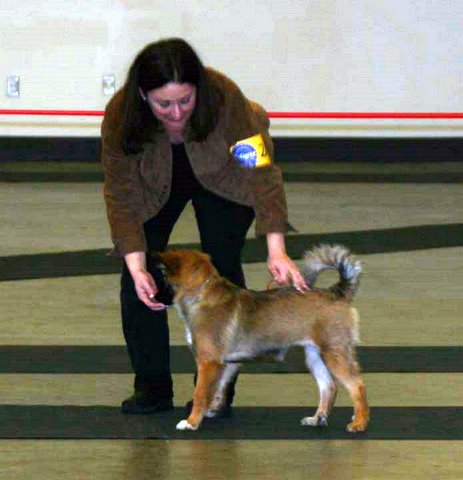 Godiva and Nancy @ UKC show