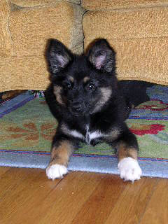 My ears are up