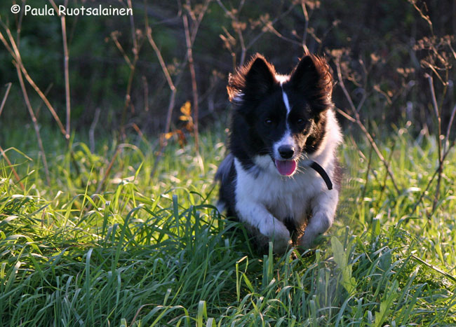 Stella in Finland