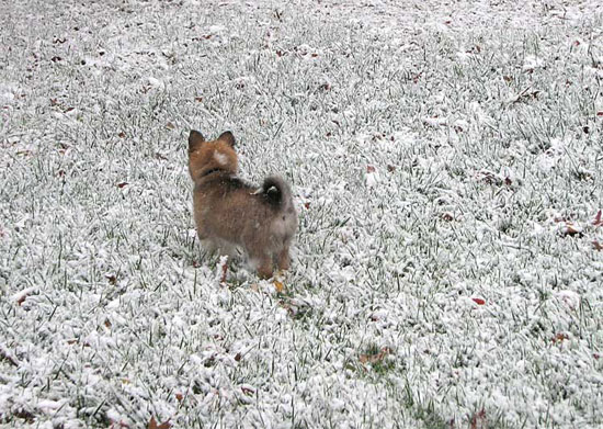 Truffle's first snow