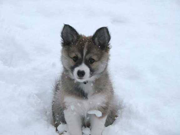 Truffle in the snow