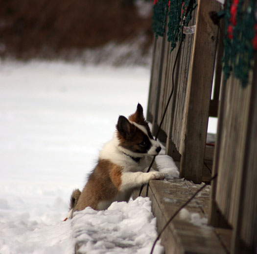 Santa's little helper