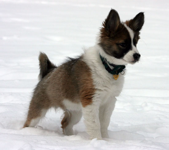 Willy's first snow