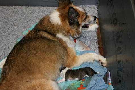 Gryla after giving birth to Pup 2