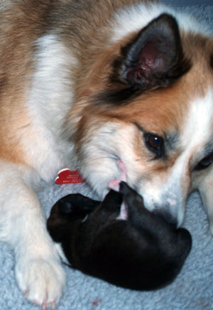 Gryla cleaning a pup