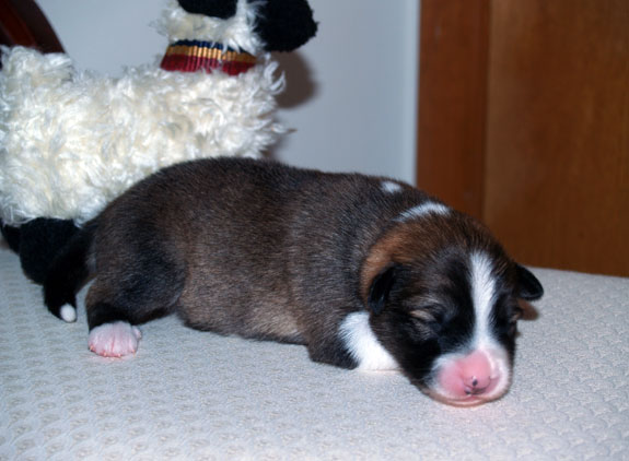 Puppy 1 - Week 1 Portrait