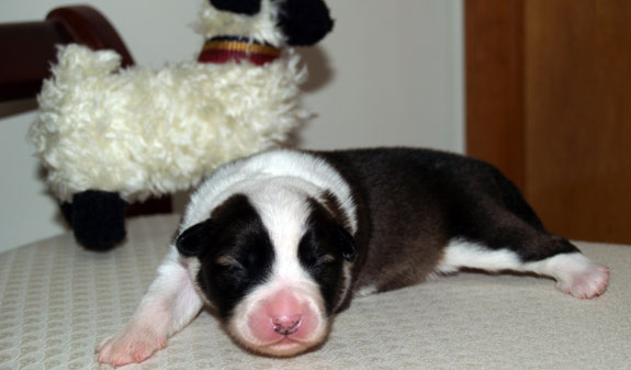 Puppy 2 - Week 1 Portrait