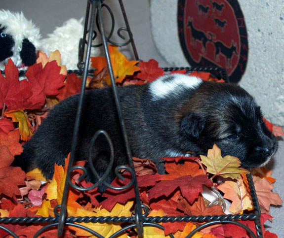 Pup 3 - 14 days old