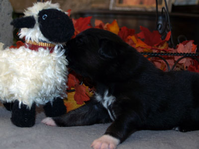 Pup 4
