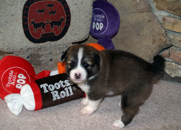 Pup1 - 3 weeks old