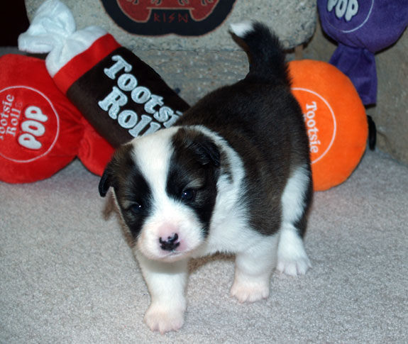 Pup 2 - 3 weeks old