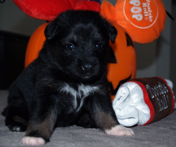 Pup 4 - 3 weeks old