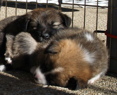 Truffle and Godiva napping