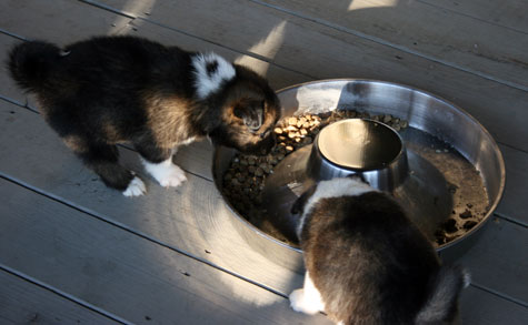 The boys eating