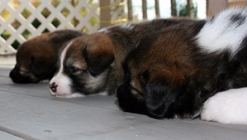 Truffle trying to fall asleep while Toblerone and Godiva dream