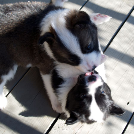 Willy and Mocha playing