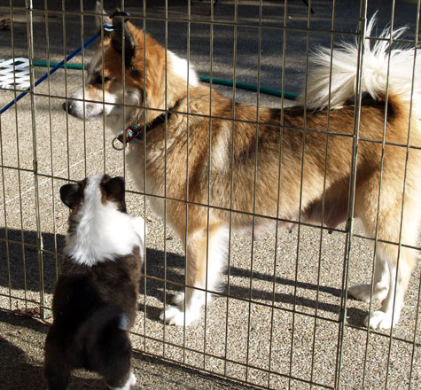 Gryla checking her litter - Willy wanting Mom