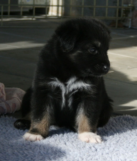 Cacao at 4 weeks