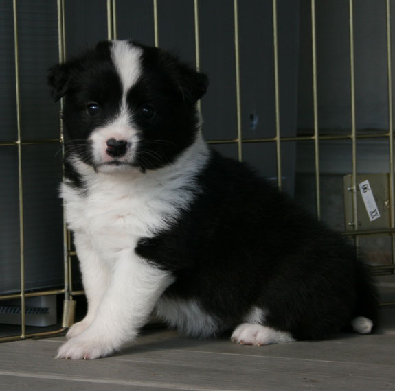 Mocha Latte at 4 weeks