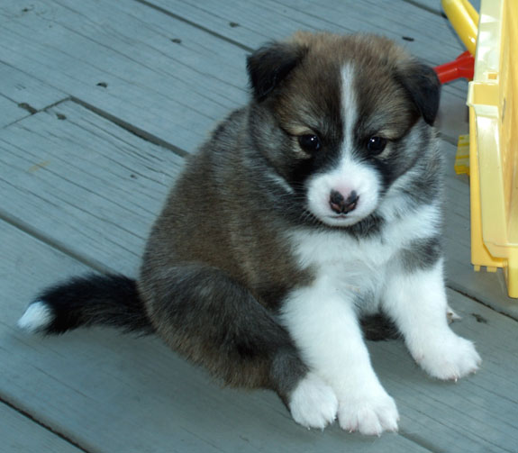 Truffle at 4 weeks