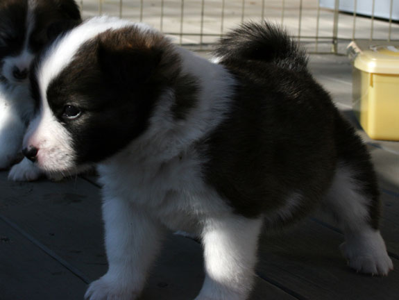 Willy Wonka at 4 weeks