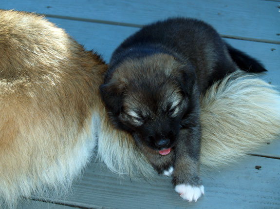 Godiva sits on Gryla's tail