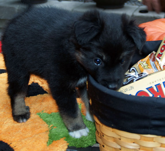 Cacao at 5 weeks