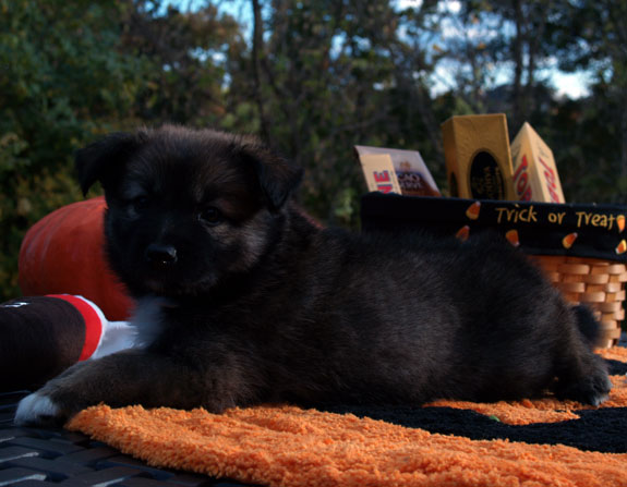 Godiva at 5 weeks