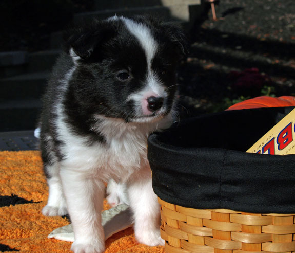 Mocha Latte at 5 weeks