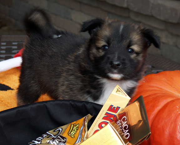 Toblerone at 5 weeks