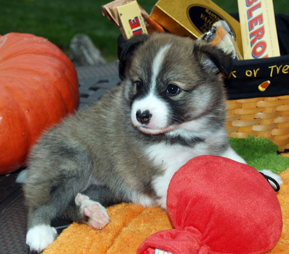 truffle at 5 weeks