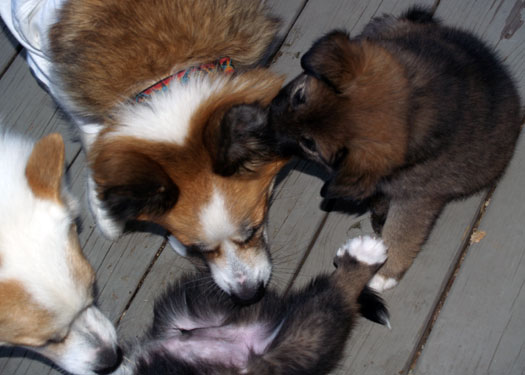 Gryla and Misty with  Godiva and Toblerone