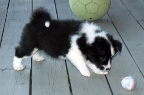 Mocha chasing a ball