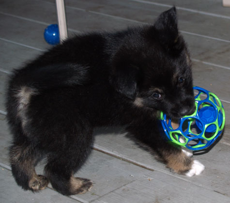 Cacao and her ball