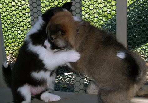 Mocha and Truffle practicing for Dancing with the Stars