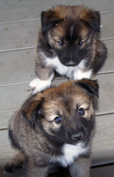 Godiva and Toblerone looking very innocent