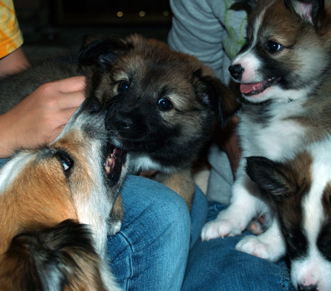 Gryla disciplining Godiva while Truffle and Willy watch