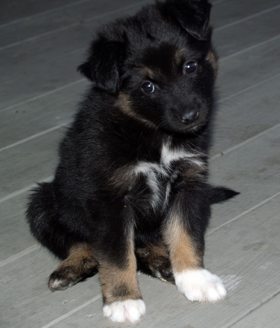 Cacao at 6 weeks