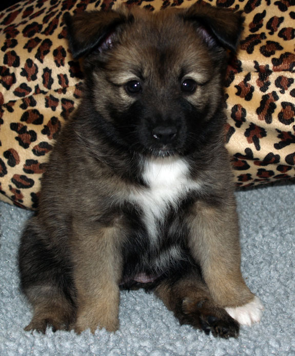 Godiva at 6 weeks