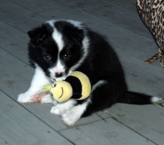 Mocha Latte at 6 weeks