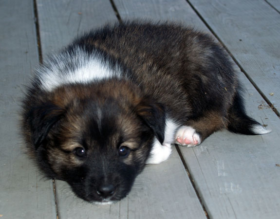 Toblerone at 6 weeks