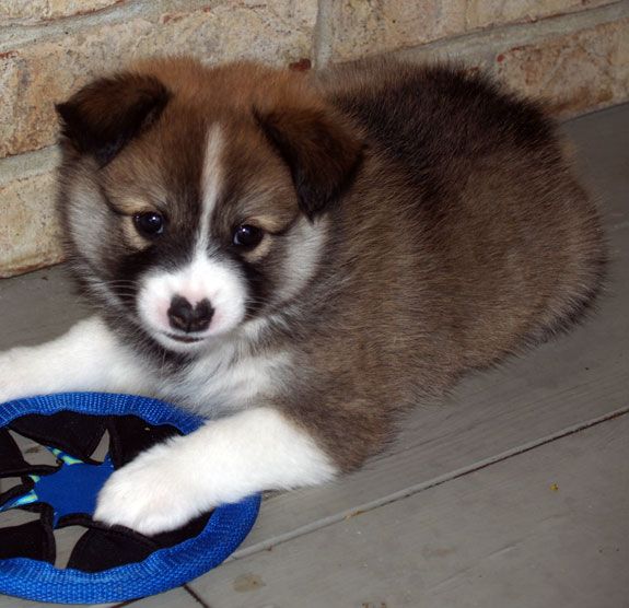 Truffle at 6 weeks