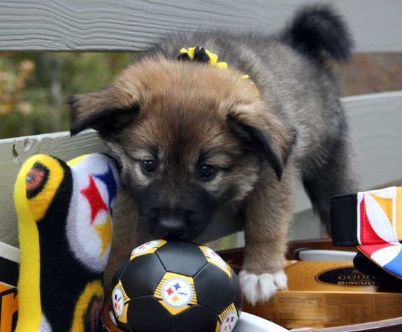 Godiva at 7 weeks