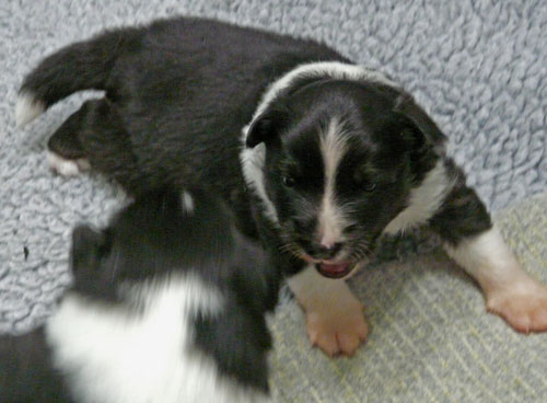 Pup 1 playing