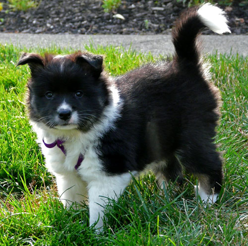 Kela (Pup 2) is 6 weeks old