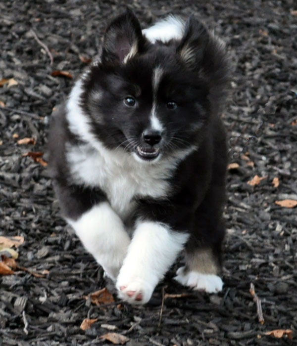 Kyssa is 7 weeks old